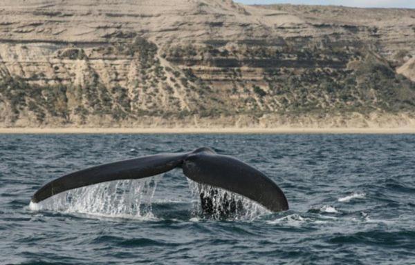 Del Nomade Hosteria Ecologica Puerto Pirámides Dış mekan fotoğraf