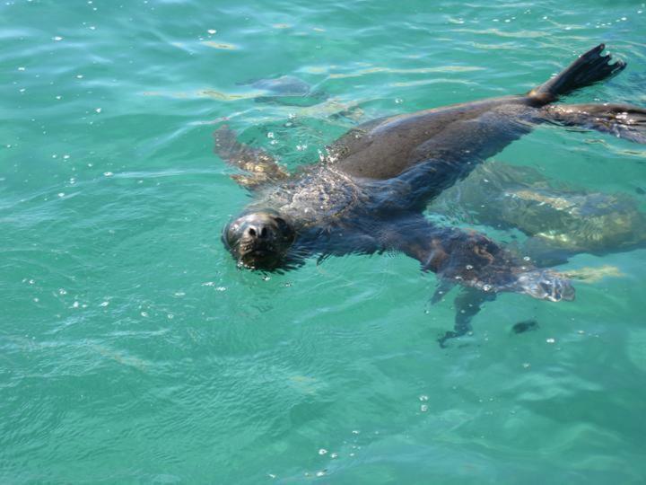 Del Nomade Hosteria Ecologica Puerto Pirámides Dış mekan fotoğraf